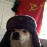 doggo group (cool