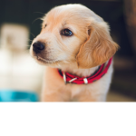 Auggie doggy