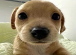 JAZZY PUPPYS