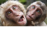 joker monkeys