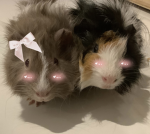 Lovely’s_