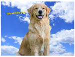 Doggy Studio!
