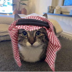 [ The Cat Cult ]