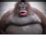 Le monke paradise