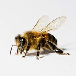 Find the Bees (DISCONTINUED)