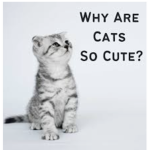 Meow squad UwU