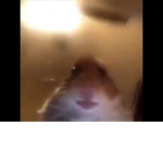 BiP