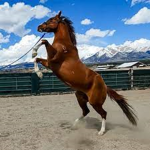 Horse Riders forever!