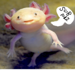 ᗩ᙭OᒪOTᒪ ᗩᖇᗰY