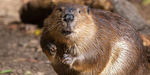 Beaver 'n Em