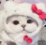 Blueberry_ Cow