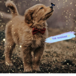 +The Doggies+