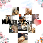 Harvest a.k.a. my dog
