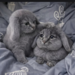 The Cabbit farm