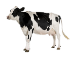 Cow Juice