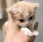 DollysWear