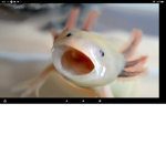 Axolotl Are cool!