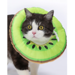 kat and kiwi studeos