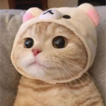 cute kit-tens