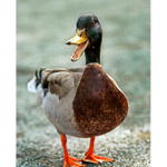 cooI ducks