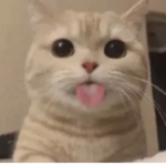 gаv