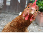 thechickensquad