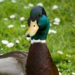 Dynamite Duck Studios