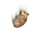 Plummeting Chomik
