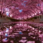 🍵⋆｡°🍡°⋆. ࿔*: