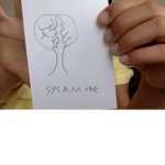 sycamore