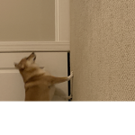Itz the space doggos