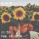 ~Sunflower Petals~