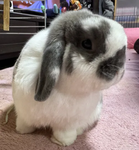 ૮(>ᆺ<)ა say hai to my buny friend