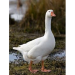 •Goose group•