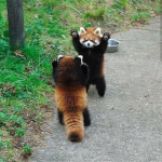 FRIENDLY PANDAS!