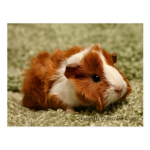 GUINEA PIG GROUP with my friends