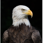 Golden eagles10