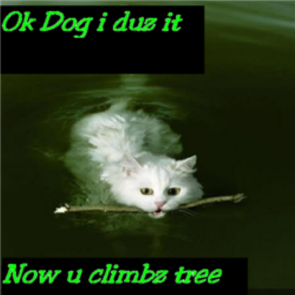 Funny Cat Decal Fave b4 take! Roblox decal