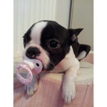 The Boston Terrier group