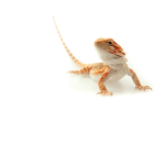 The Funny Lizards