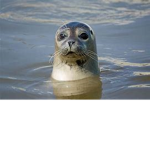 Seals unite