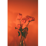 Aestheticly loved