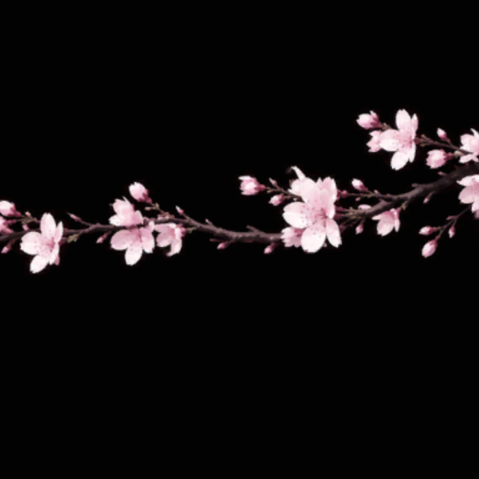 Pink Sakura Cherry Blossom Dark Emo Background