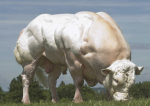 Cult of The Bull