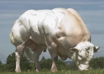 Cult of The Bull Group Thumbnail