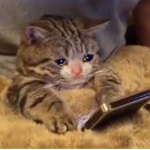 I_eatmypets