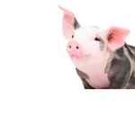 ~|PIG ARMY|~