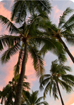 Palm Trees outlet_