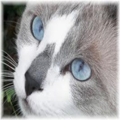Cat Roblox decal