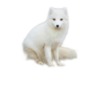 Polarfox Studios